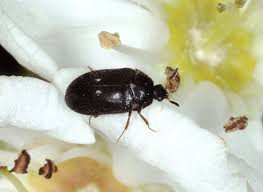 Attēlu rezultāti vaicājumam “Attagenus pellio”