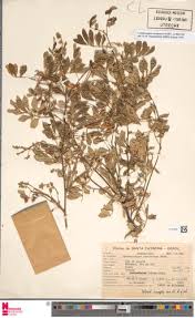 Image result for Lonchocarpus leucanthus