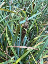 Attēlu rezultāti vaicājumam “Carex acutiformis flower”