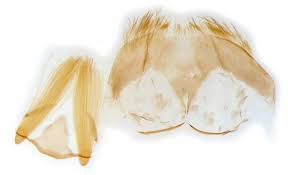 Attēlu rezultāti vaicājumam “Hypochalcia ahenella”