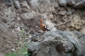 Image result for hoepoe