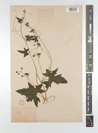 Attēlu rezultāti vaicājumam “Bryonia alba leaf”