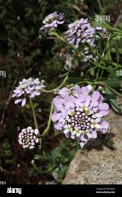 Image result for Iberis umbellata