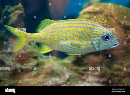 Image result for Haemulon sciurus