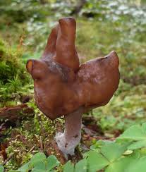 Attēlu rezultāti vaicājumam “Gyromitra infula”
