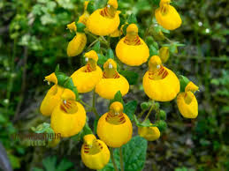 Image result for Calceolaria