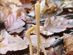 Attēlu rezultāti vaicājumam “Macrotyphula fistulosa”