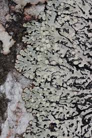 Attēlu rezultāti vaicājumam “Menegazzia terebrata”