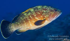 Image result for Epinephelus marginatus