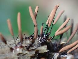 Attēlu rezultāti vaicājumam “Stemonitis axifera var. smithii macro”