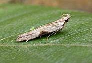 Attēlu rezultāti vaicājumam “Hypatima rhomboidella”