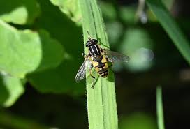 Attēlu rezultāti vaicājumam “Helophilus pendulus”