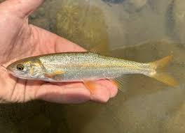 Image result for Mylopharodon conocephalus