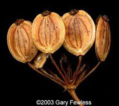 Attēlu rezultāti vaicājumam “Pastinaca sativa subsp. sylvestris fruit”