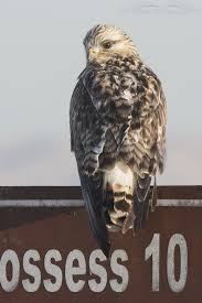 Attēlu rezultāti vaicājumam “Buteo lagopus adult”