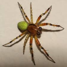 Attēlu rezultāti vaicājumam “Araniella male”