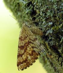 Attēlu rezultāti vaicājumam “Ematurga atomaria male”