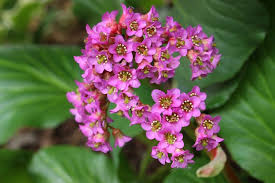 Attēlu rezultāti vaicājumam “Bergenia crassifolia flower”