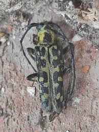 Attēlu rezultāti vaicājumam “Saperda scalaris”