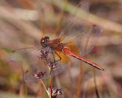 Attēlu rezultāti vaicājumam “Sympetrum flaveolum”