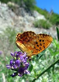 Attēlu rezultāti vaicājumam “Brenthis daphne underside”