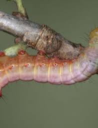 Attēlu rezultāti vaicājumam “Ptilodon capucina imago”