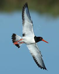 Attēlu rezultāti vaicājumam “Haematopus ostralegus adult”