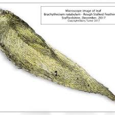 Attēlu rezultāti vaicājumam “Brachythecium rutabulum”