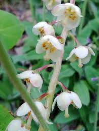 Attēlu rezultāti vaicājumam “Pyrola media”