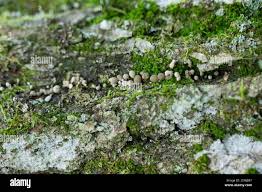 Attēlu rezultāti vaicājumam “Phleogena faginea”