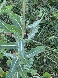 Attēlu rezultāti vaicājumam “Lactuca serriola”