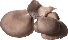 Attēlu rezultāti vaicājumam “Pleurotus ostreatus”