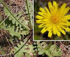 Attēlu rezultāti vaicājumam “Hypochaeris radicata leaf”