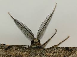 Attēlu rezultāti vaicājumam “Hypomecis punctinalis”