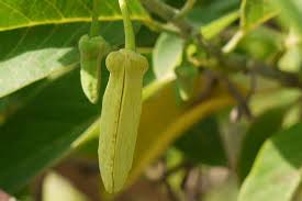 Attēlu rezultāti vaicājumam “Poa angustifolia fruit”