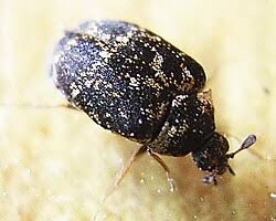 Attēlu rezultāti vaicājumam “Anthrenus sp. imago”