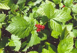 Attēlu rezultāti vaicājumam “Rubus saxatilis”
