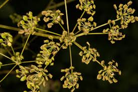 Attēlu rezultāti vaicājumam “Pastinaca sativa subsp. sylvestris flower”