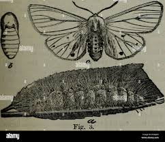Attēlu rezultāti vaicājumam “Spilosoma sp.”