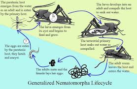 Attēlu rezultāti vaicājumam “Nematomorpha”