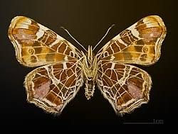 Attēlu rezultāti vaicājumam “Araschnia levana upperside”