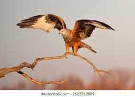 Image result for Milvus milvus