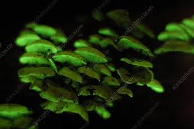 Attēlu rezultāti vaicājumam “Panellus stipticus”