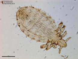 Attēlu rezultāti vaicājumam “Licea pygmaea sessile”