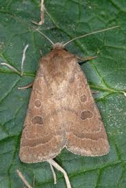 Attēlu rezultāti vaicājumam “Hoplodrina octogenaria”