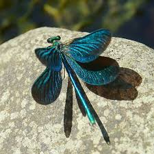 Attēlu rezultāti vaicājumam “Calopteryx virgo male”