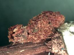 Attēlu rezultāti vaicājumam “Gloiodon strigosus”