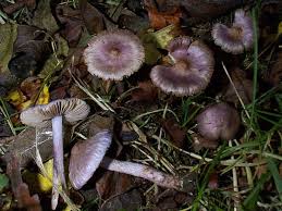 Attēlu rezultāti vaicājumam “Badhamia lilacina var. megaspora”