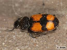 Attēlu rezultāti vaicājumam “Panagaeus cruxmajor”