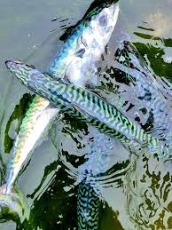 Image result for Scomber scombrus